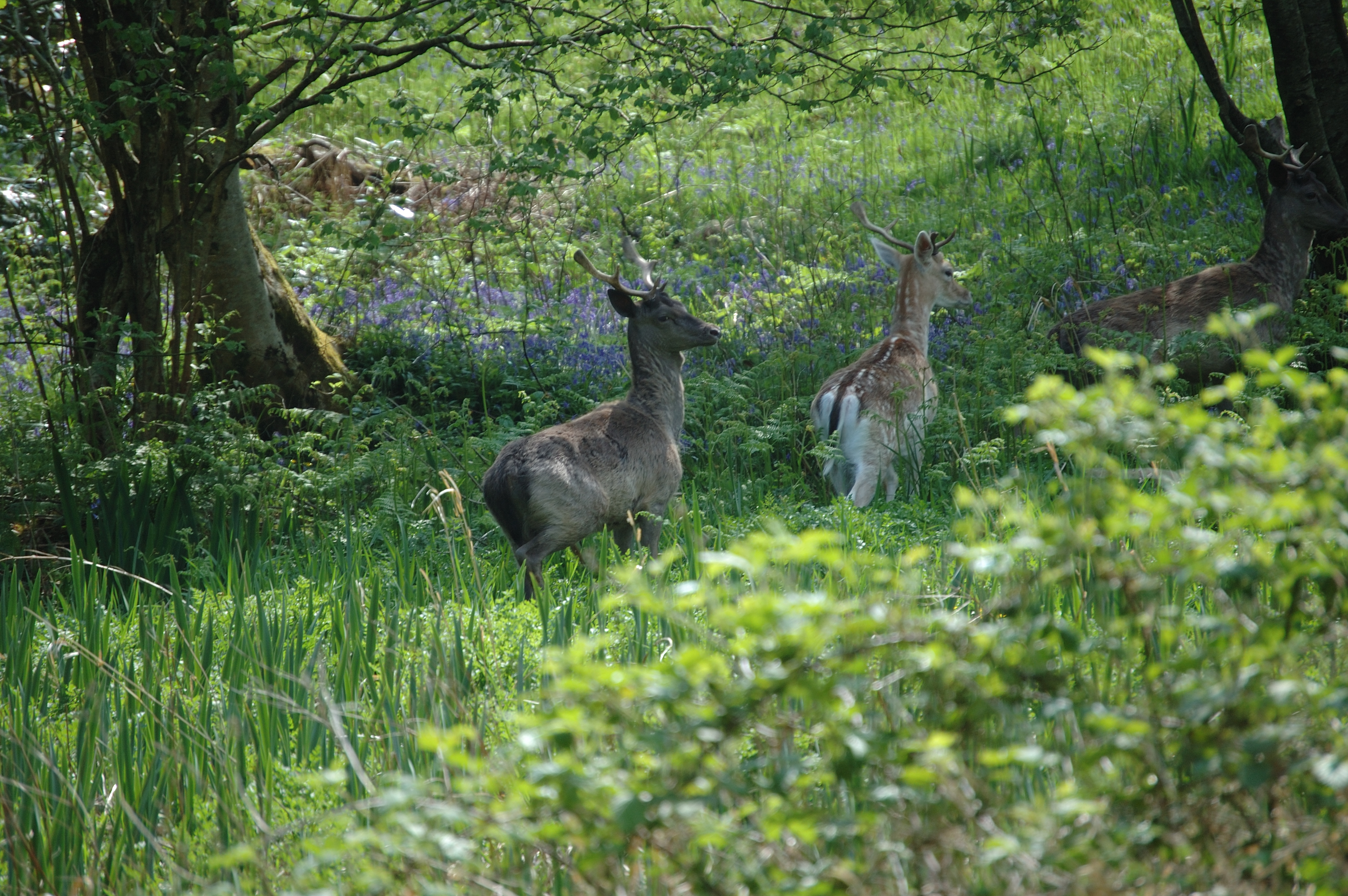 photos/wildlife/Mammal_Species/Fallow_Deer/Scotland 2008 1395.jpg